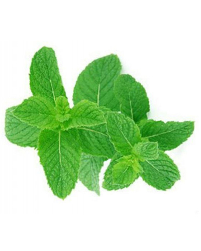 Menthe